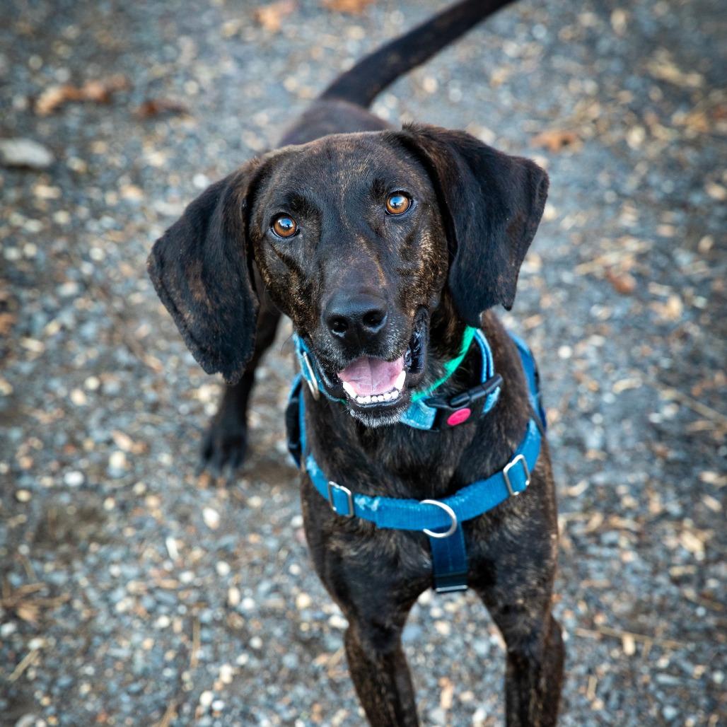 Krueger, a Adoptable mixed breed in Aldie, VA image 3/4
