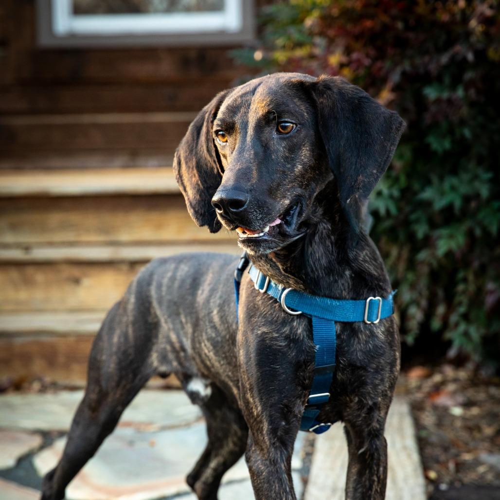 Krueger, a Adoptable mixed breed in Aldie, VA image 4/4