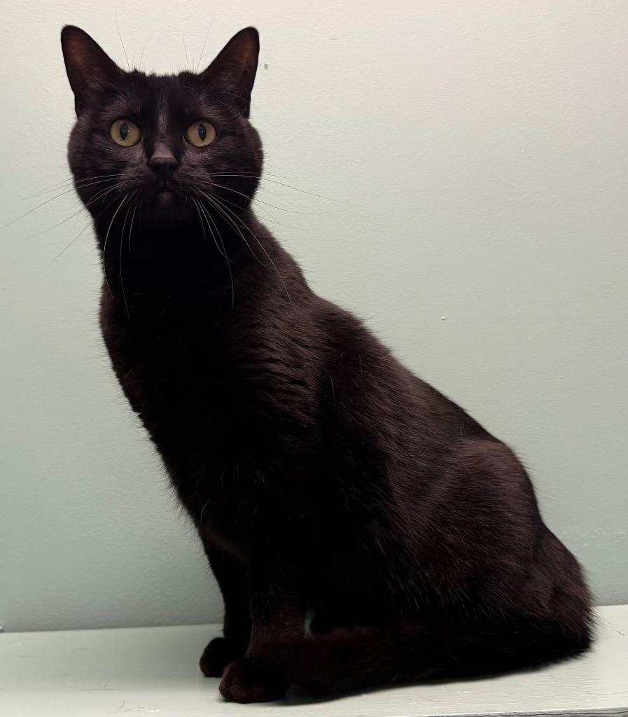 Enlarge Coco, a Adoptable Domestic Short Hair in Amery, WI image 2/3