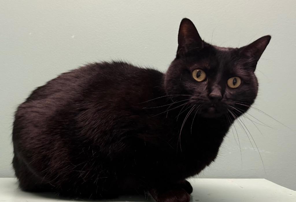 Enlarge Coco, a Adoptable Domestic Short Hair in Amery, WI image 3/3