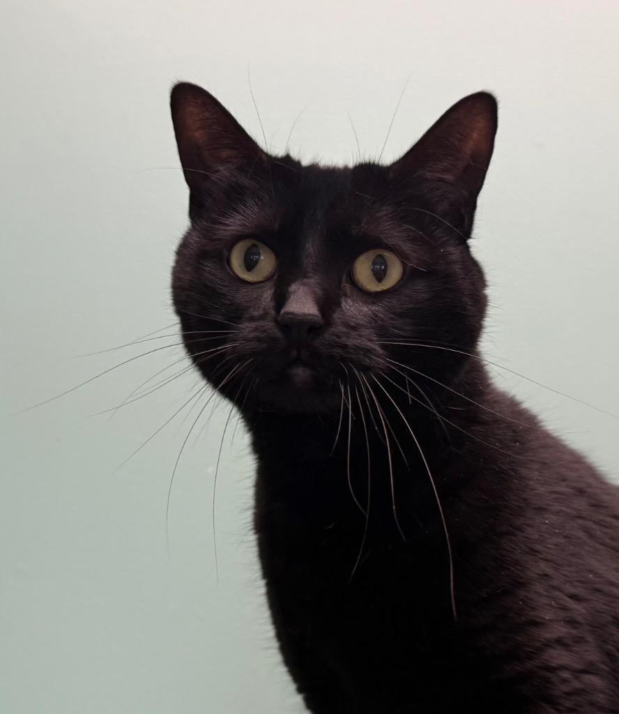 Coco, Adoptable, Adult Female Domestic Short Hair.