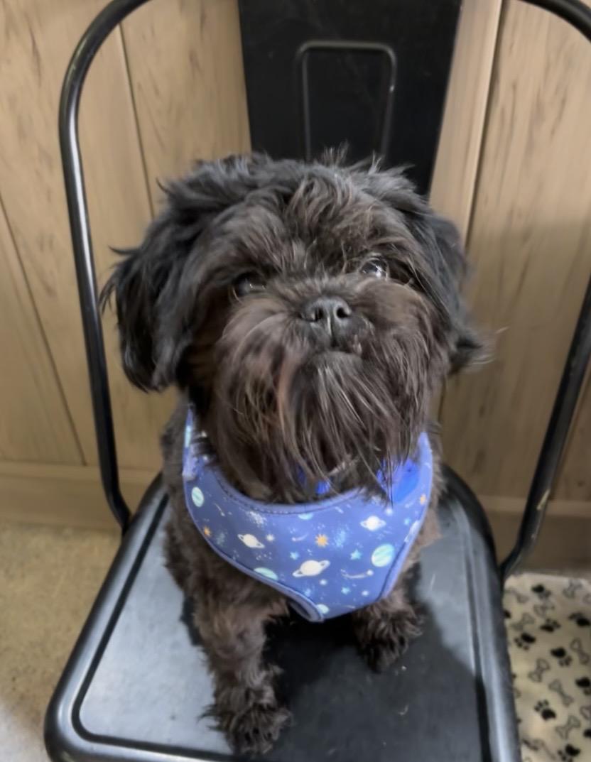 Enlarge Chewy Chase, a ADOPTABLE Shih Tzu in Thousand Oaks, CA image 1/3