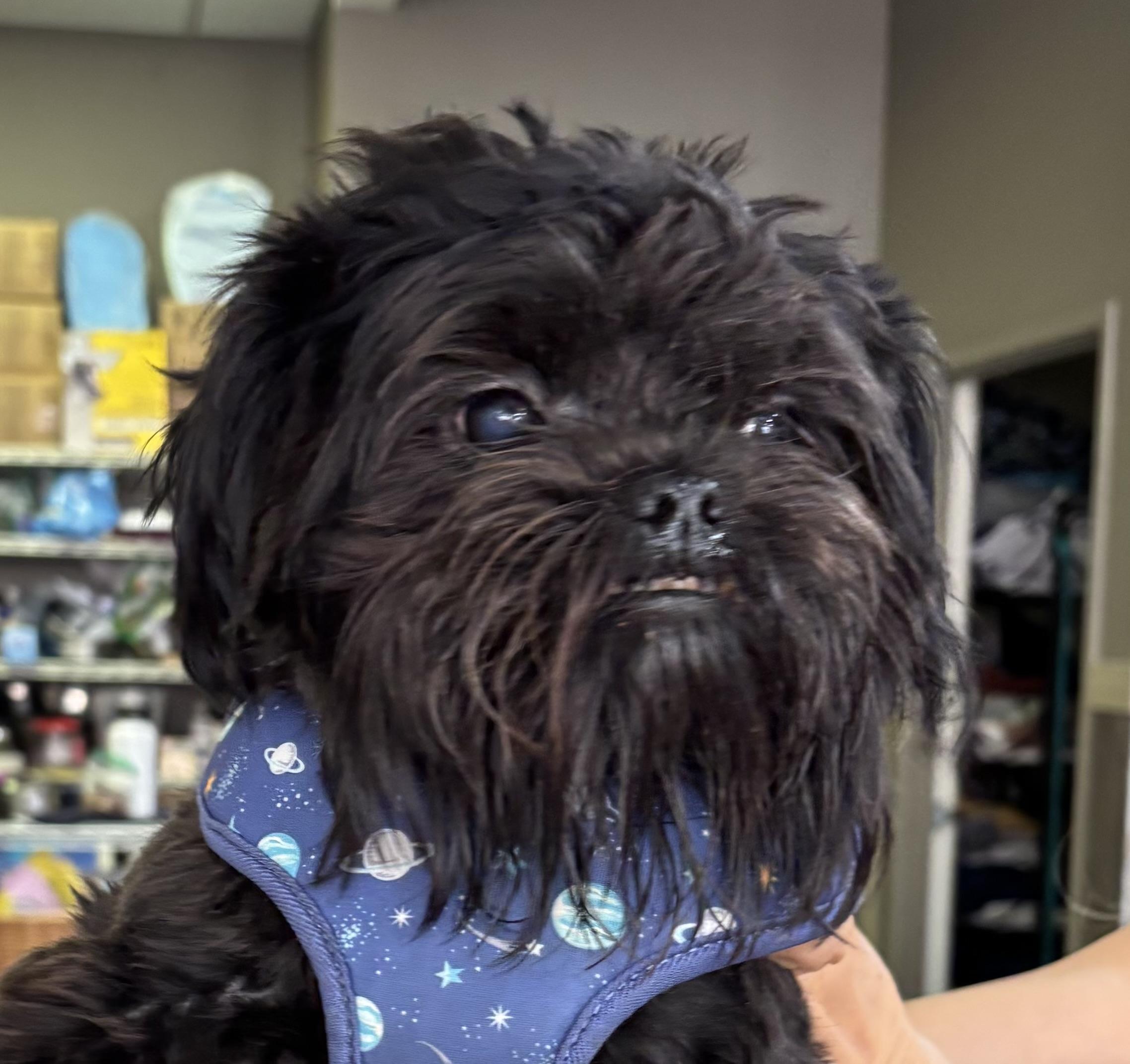 Enlarge Chewy Chase, a ADOPTABLE Shih Tzu in Thousand Oaks, CA image 2/3
