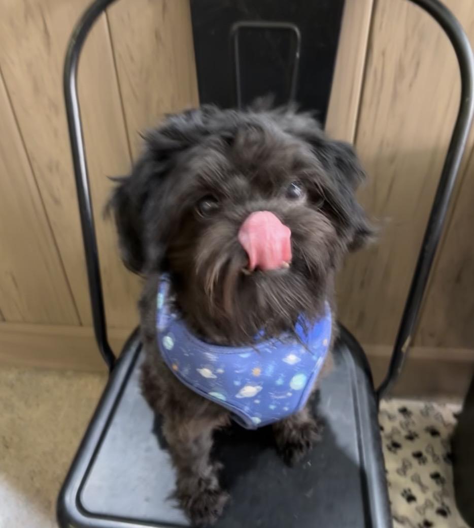 Enlarge Chewy Chase, a ADOPTABLE Shih Tzu in Thousand Oaks, CA image 3/3