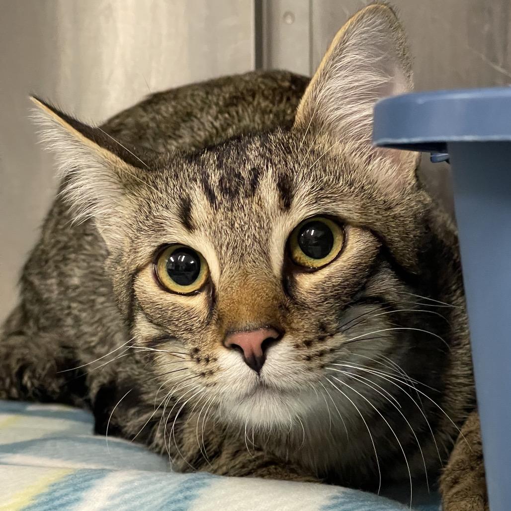 Jerry, Adoptable, Young Male Domestic Short Hair.