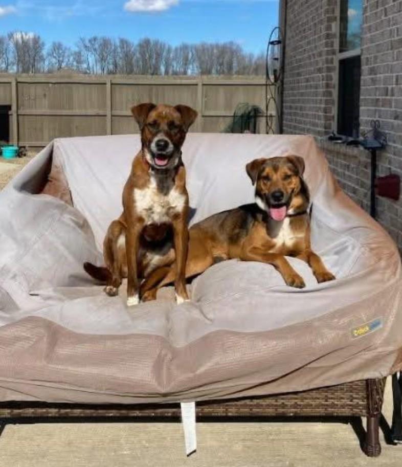 Enlarge Rocky, a Adoptable mixed breed in Huntsville, AL image 3/4