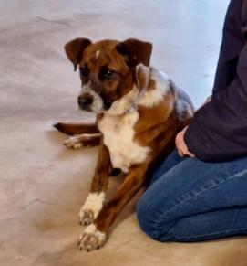 Enlarge Rocky, a Adoptable mixed breed in Huntsville, AL image 2/2