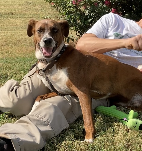 Rocky, Adoptable, Young Male Mountain Cur & Mixed Breed.
