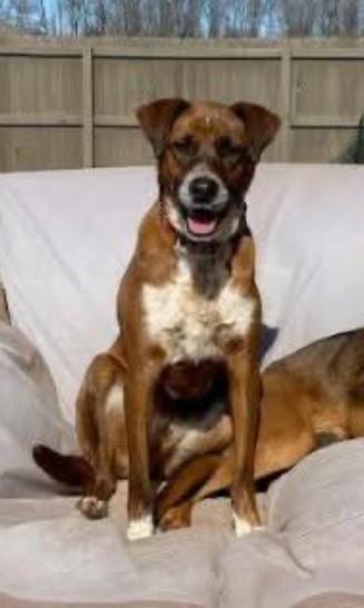 Rocky, Adoptable, Young Male Mountain Cur & Shepherd.