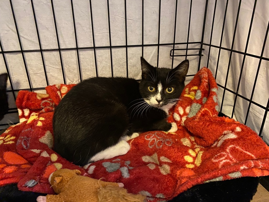 Enlarge Penelope , a Adopted Domestic Short Hair in Seaford, NY image 1/1