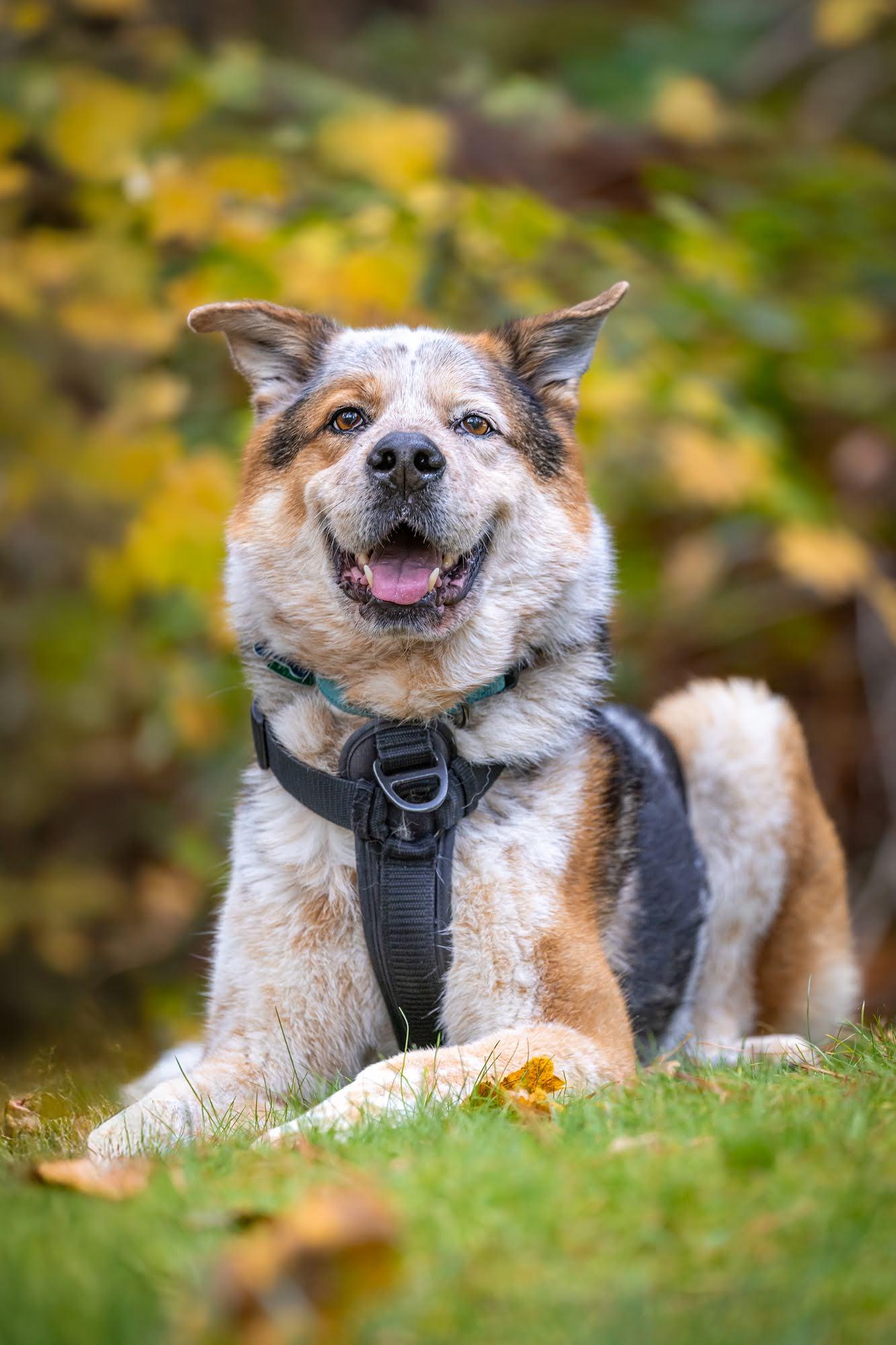 Enlarge HADES, a Adoptable mixed breed in Seattle, WA image 1/3