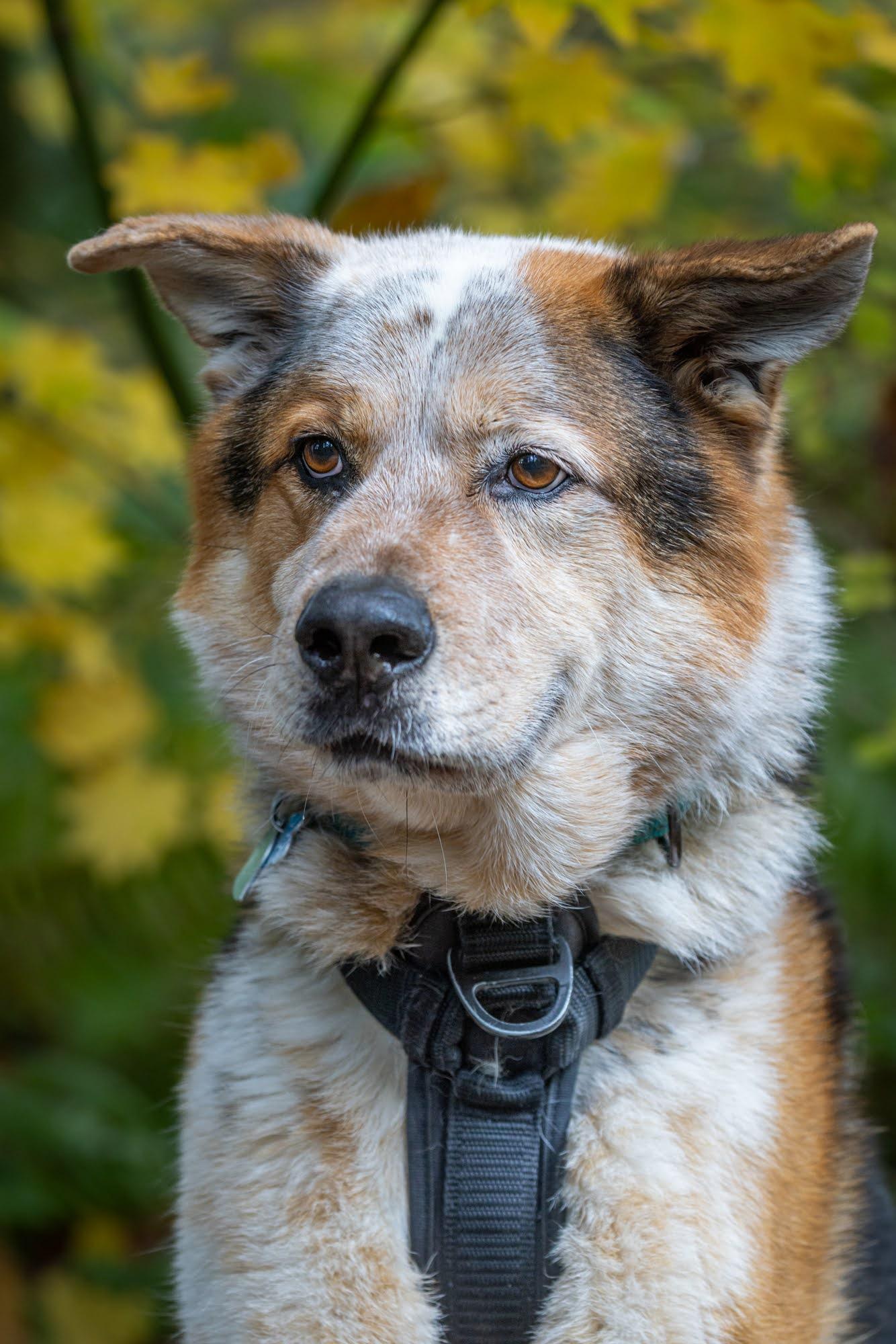 Enlarge HADES, a Adoptable mixed breed in Seattle, WA image 2/3