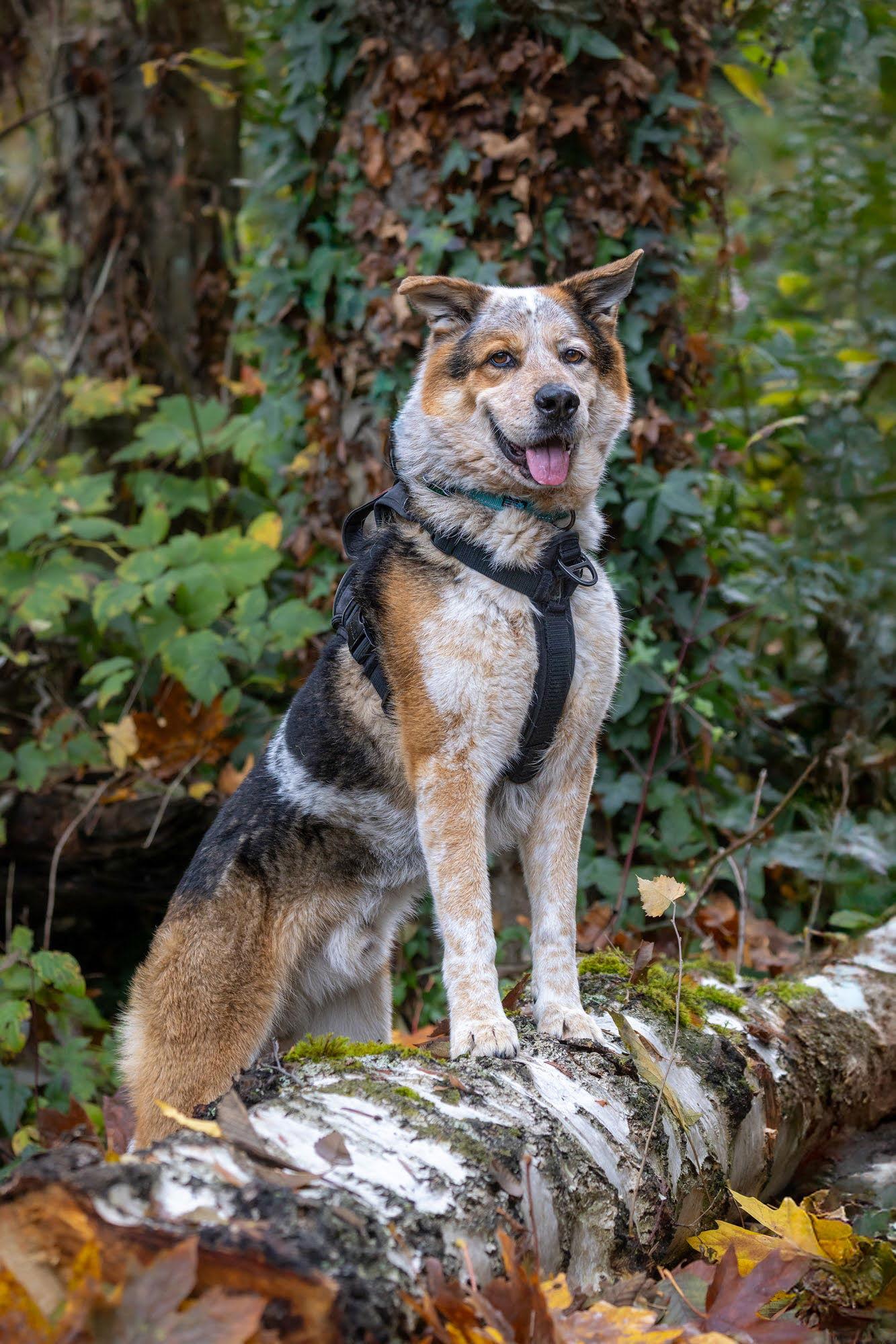 Enlarge HADES, a Adoptable mixed breed in Seattle, WA image 3/3