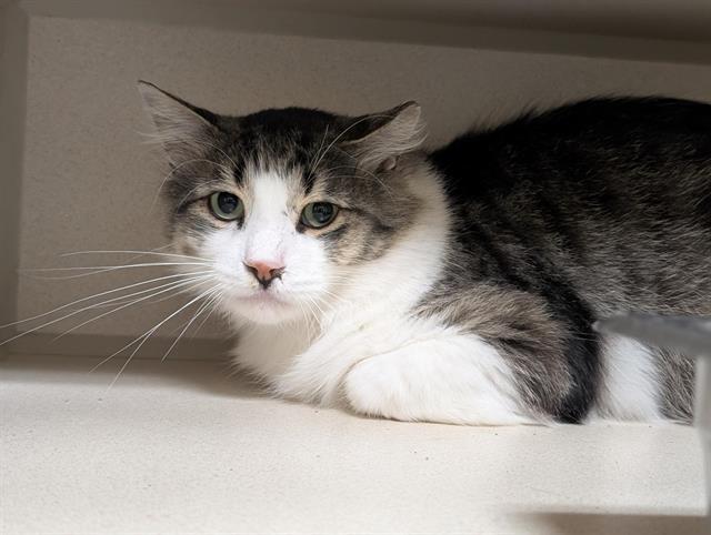 WHISKONS, Adoptable, Adult Male Domestic Medium Hair.
