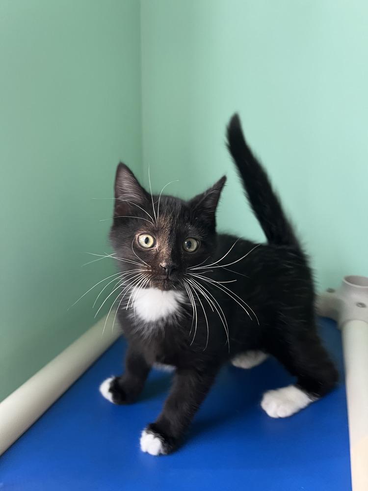 Enlarge Joey, a Adoptable Domestic Short Hair in Emerald Isle, NC image 1/4