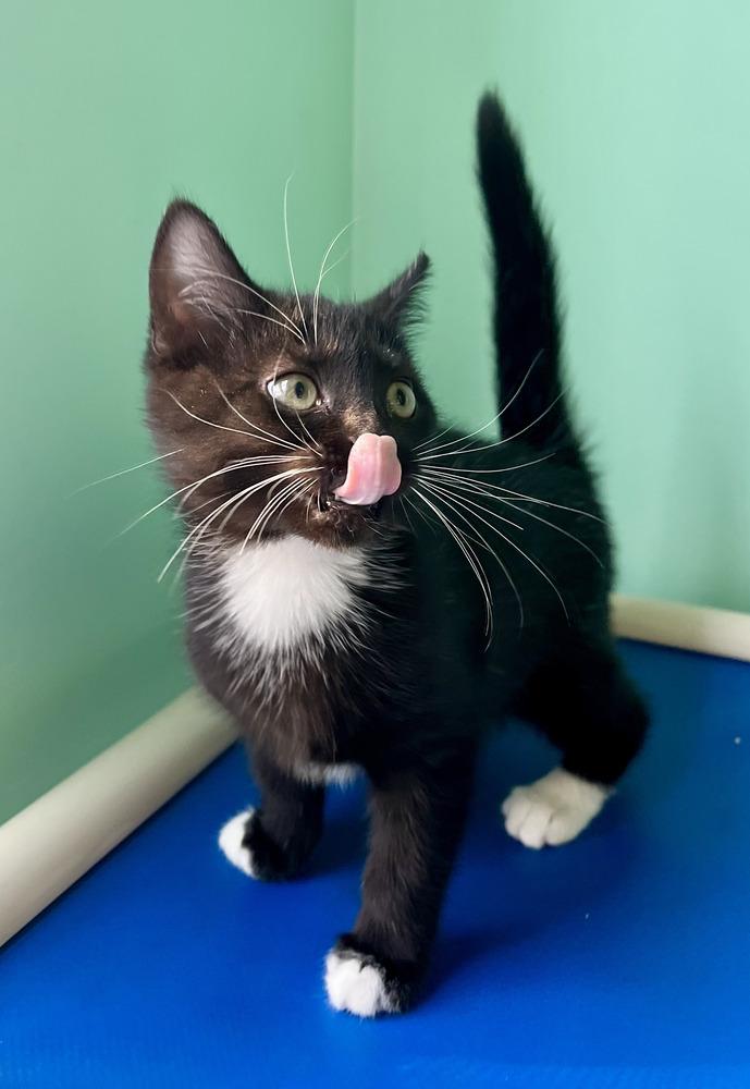 Enlarge Joey, a Adoptable Domestic Short Hair in Emerald Isle, NC image 2/4