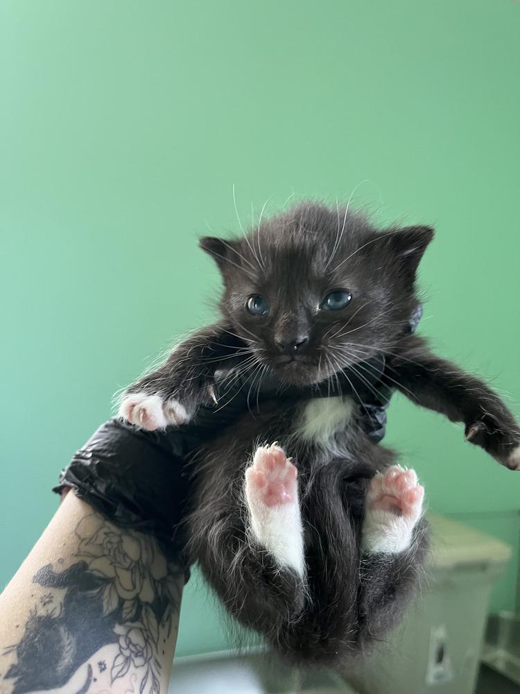 Enlarge Joey, a Adoptable Domestic Short Hair in Emerald Isle, NC image 3/4