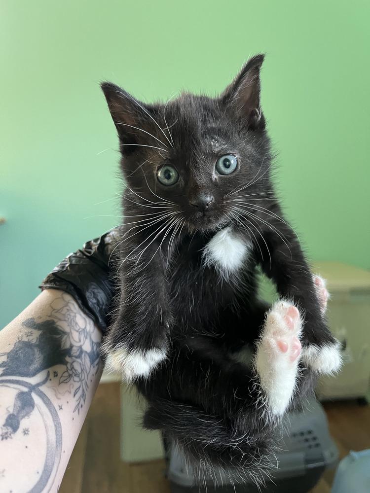 Enlarge Joey, a Adoptable Domestic Short Hair in Emerald Isle, NC image 4/4