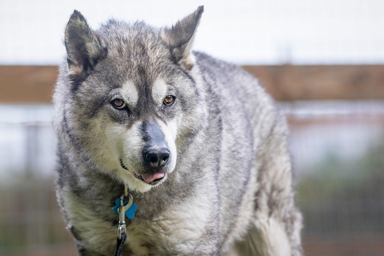 Enlarge LOGAN, a Adoptable mixed breed in Seattle, WA image 1/3