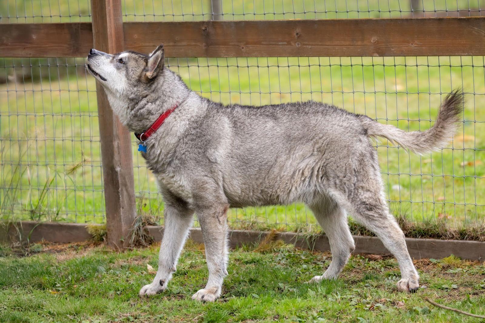 Enlarge LOGAN, a Adoptable mixed breed in Seattle, WA image 3/3