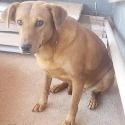 Enlarge Lexi, a Adoptable mixed breed in Phoenix, AZ image 1/1