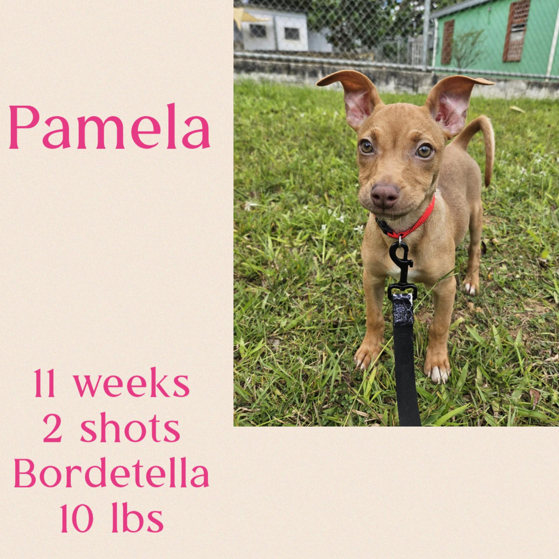Enlarge Pamela, a ADOPTABLE mixed breed in Virginia Beach, VA image 1/1