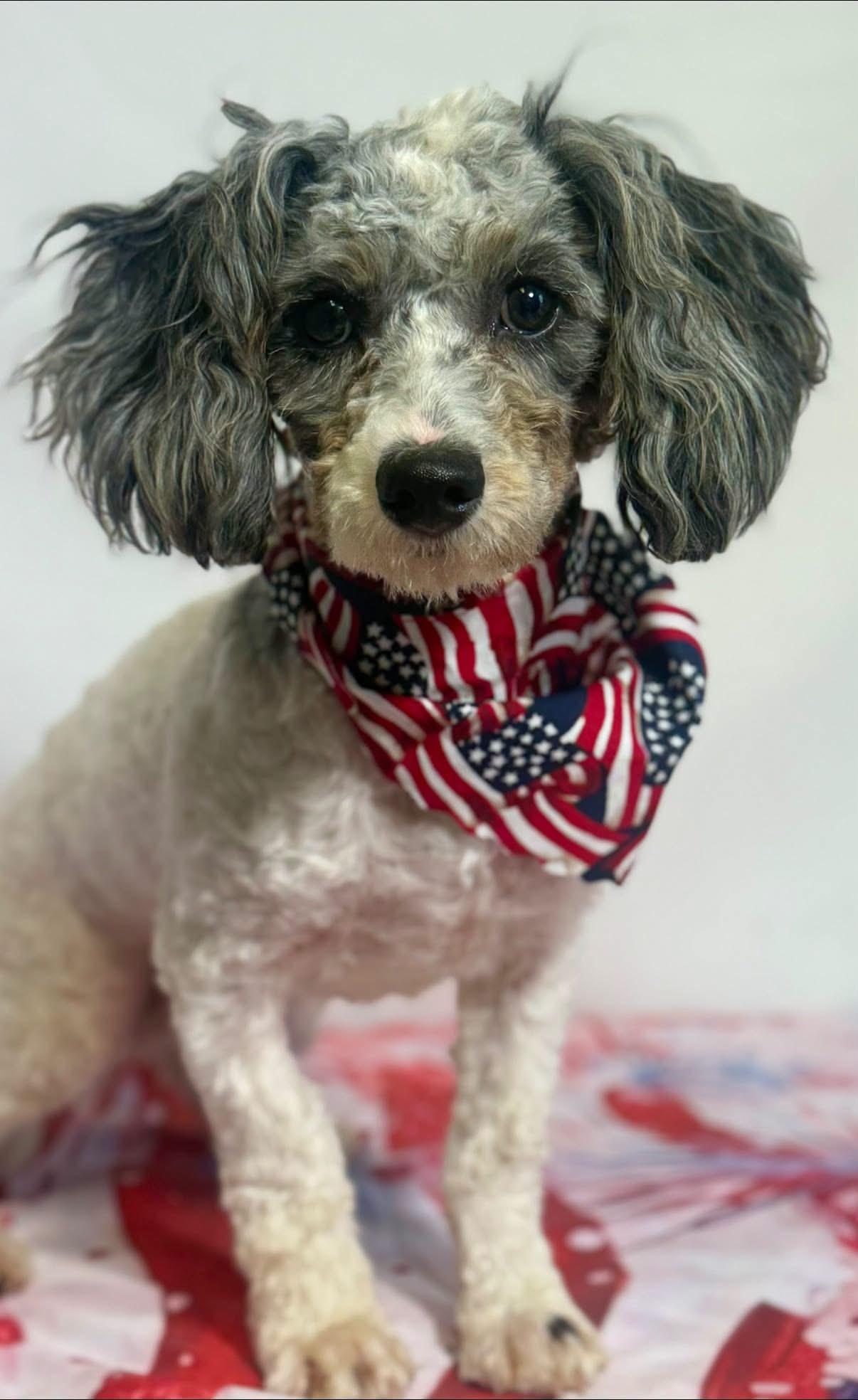 Farley, ADOPTABLE, Young Male Cavachon.