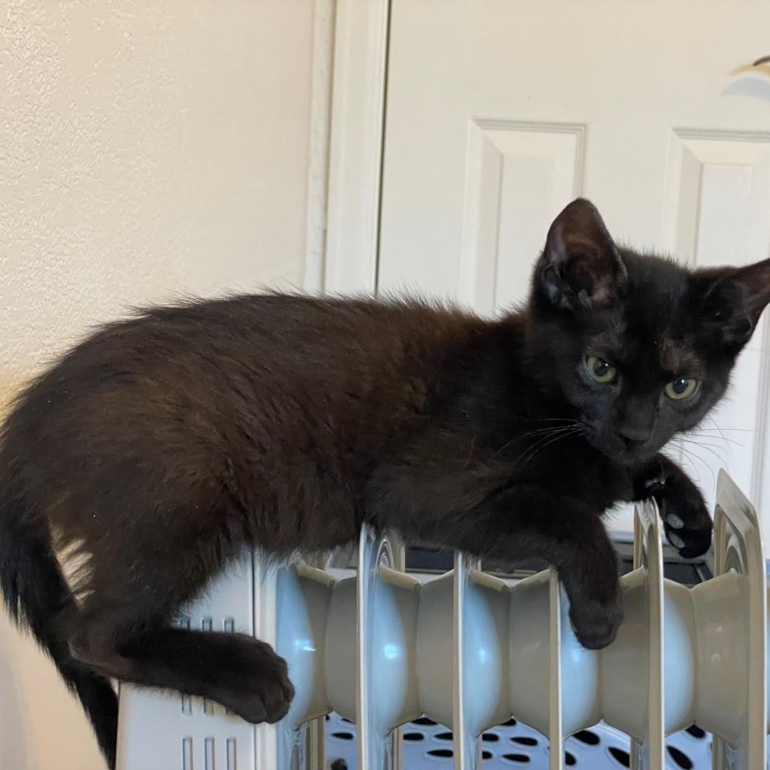 Enlarge Matt Vanourek , an adopted mixed breed in Denver, CO image 5/6