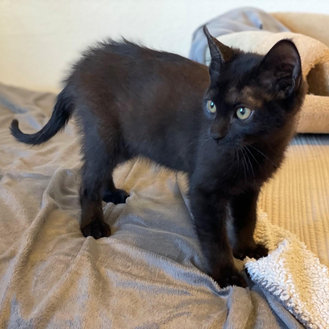 Enlarge Matt Vanourek , an adopted mixed breed in Denver, CO image 2/6