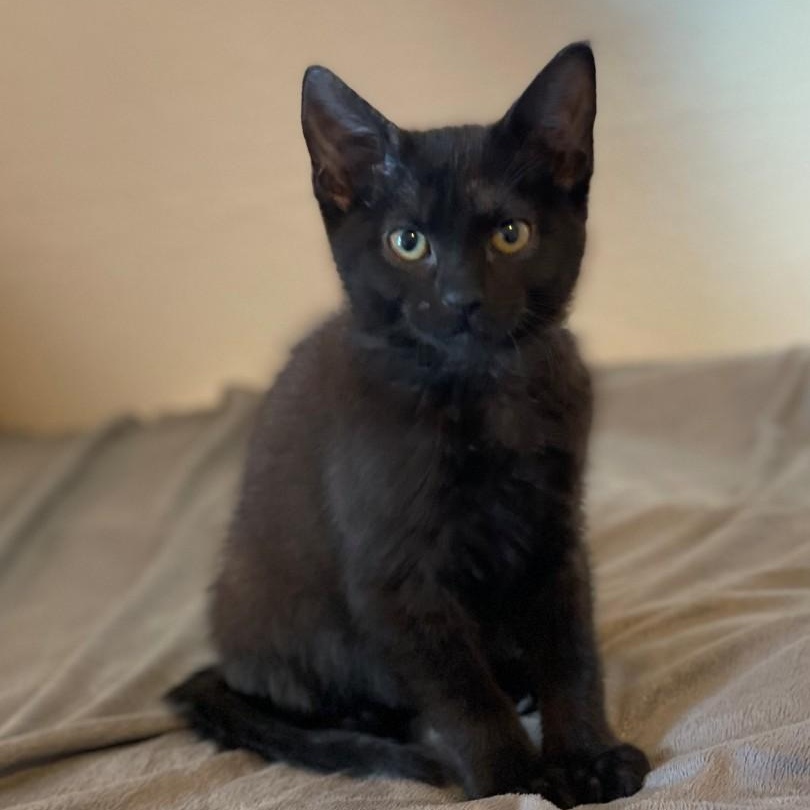 Matt Vanourek , adopted, Kitten Male Domestic Short Hair.