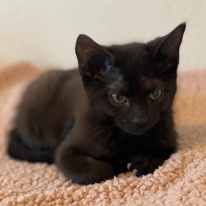 Enlarge Matt Vanourek , an adopted mixed breed in Denver, CO image 6/6