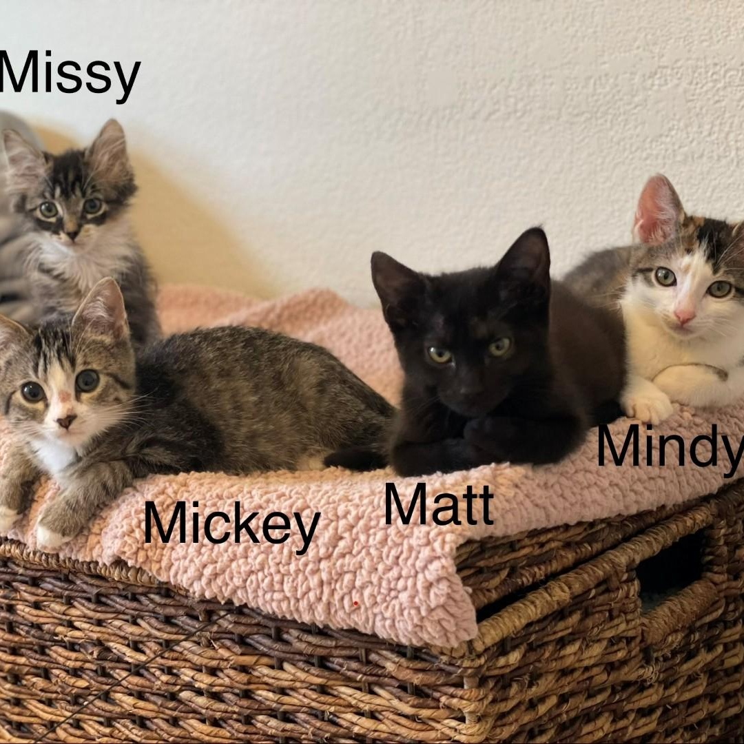 Enlarge Matt Vanourek , an adopted mixed breed in Denver, CO image 4/6