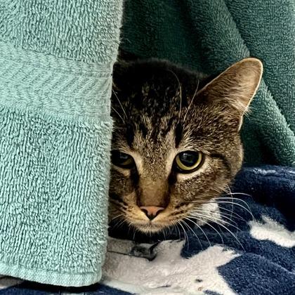 Gus, Adoptable, Adult Male Domestic Short Hair & Domestic Short Hair.