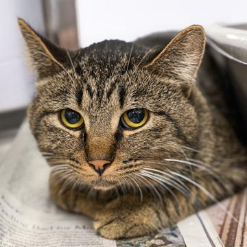 Enlarge Gus, a Adoptable mixed breed in Madison, WI image 2/3