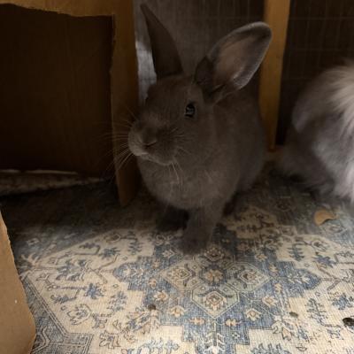 Apollo, Adoptable, Young Male Lionhead & Bunny Rabbit.