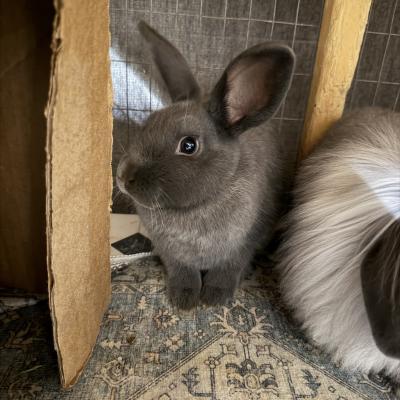 Enlarge Apollo, a Adoptable mixed breed in Kalamazoo, MI image 2/3