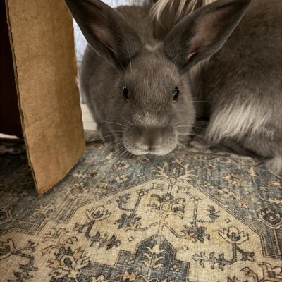 Enlarge Apollo, a Adoptable mixed breed in Kalamazoo, MI image 3/3