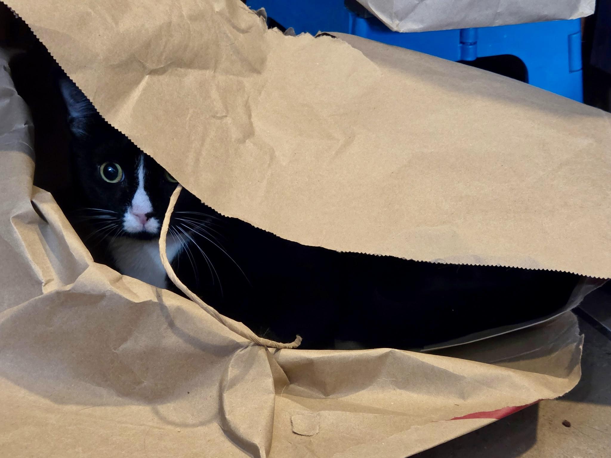 Enlarge Pip, a ADOPTABLE Tuxedo in Bethel, CT image 6/6