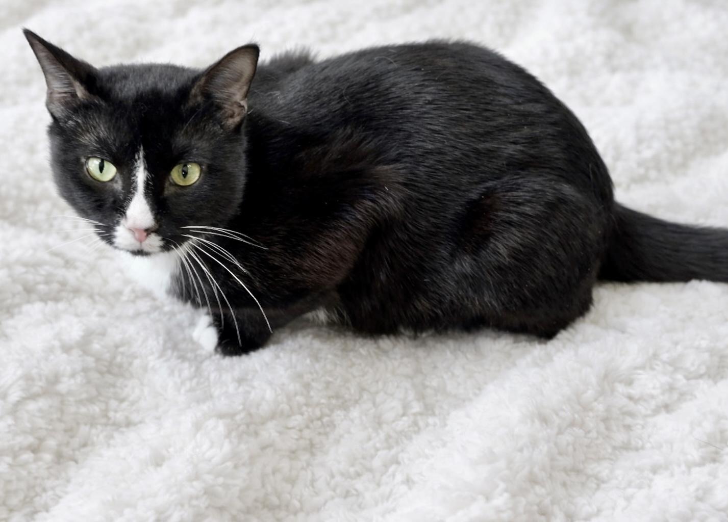 Enlarge Pip, a ADOPTABLE Tuxedo in Bethel, CT image 3/6