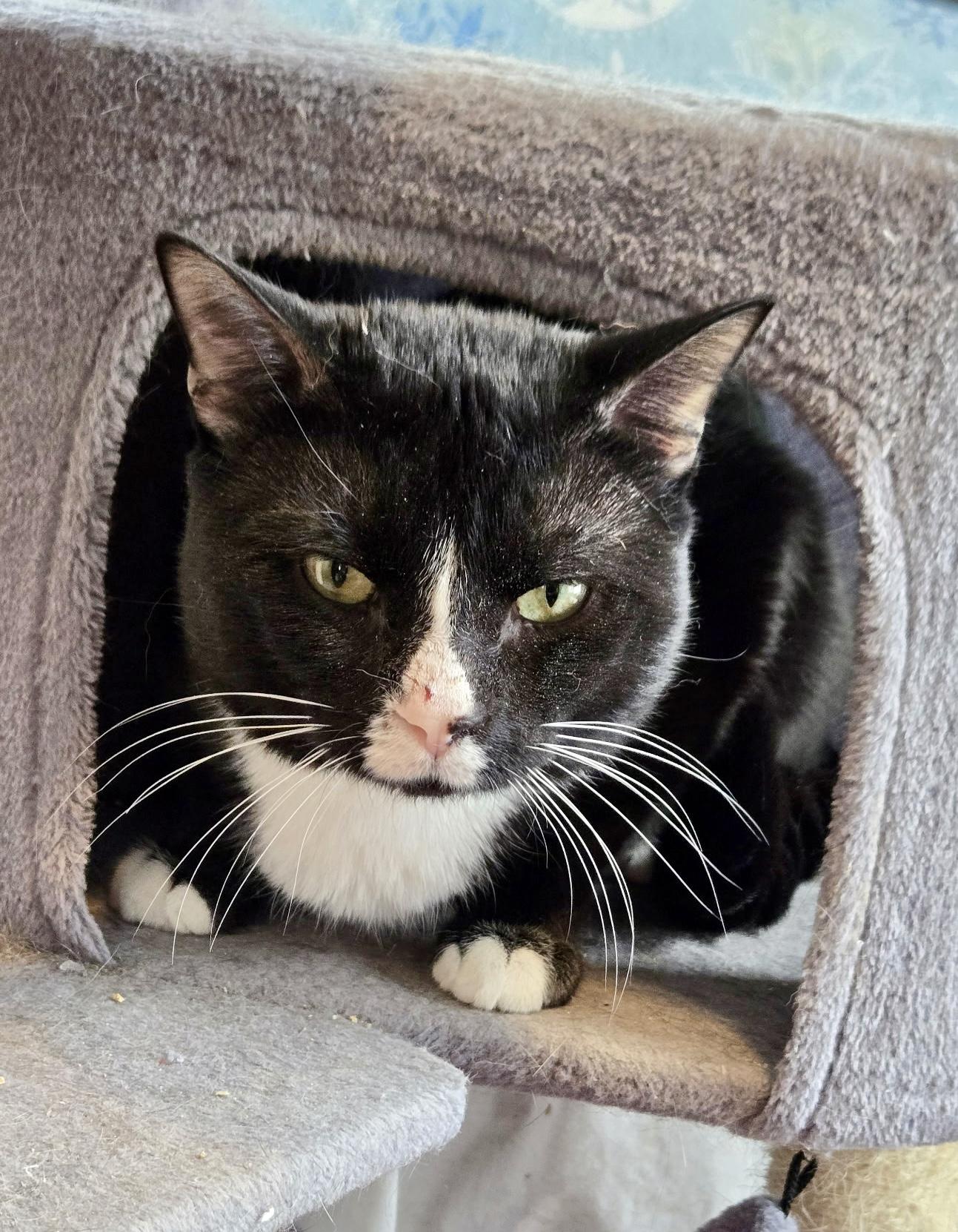 Enlarge Pip, a ADOPTABLE Tuxedo in Bethel, CT image 5/6
