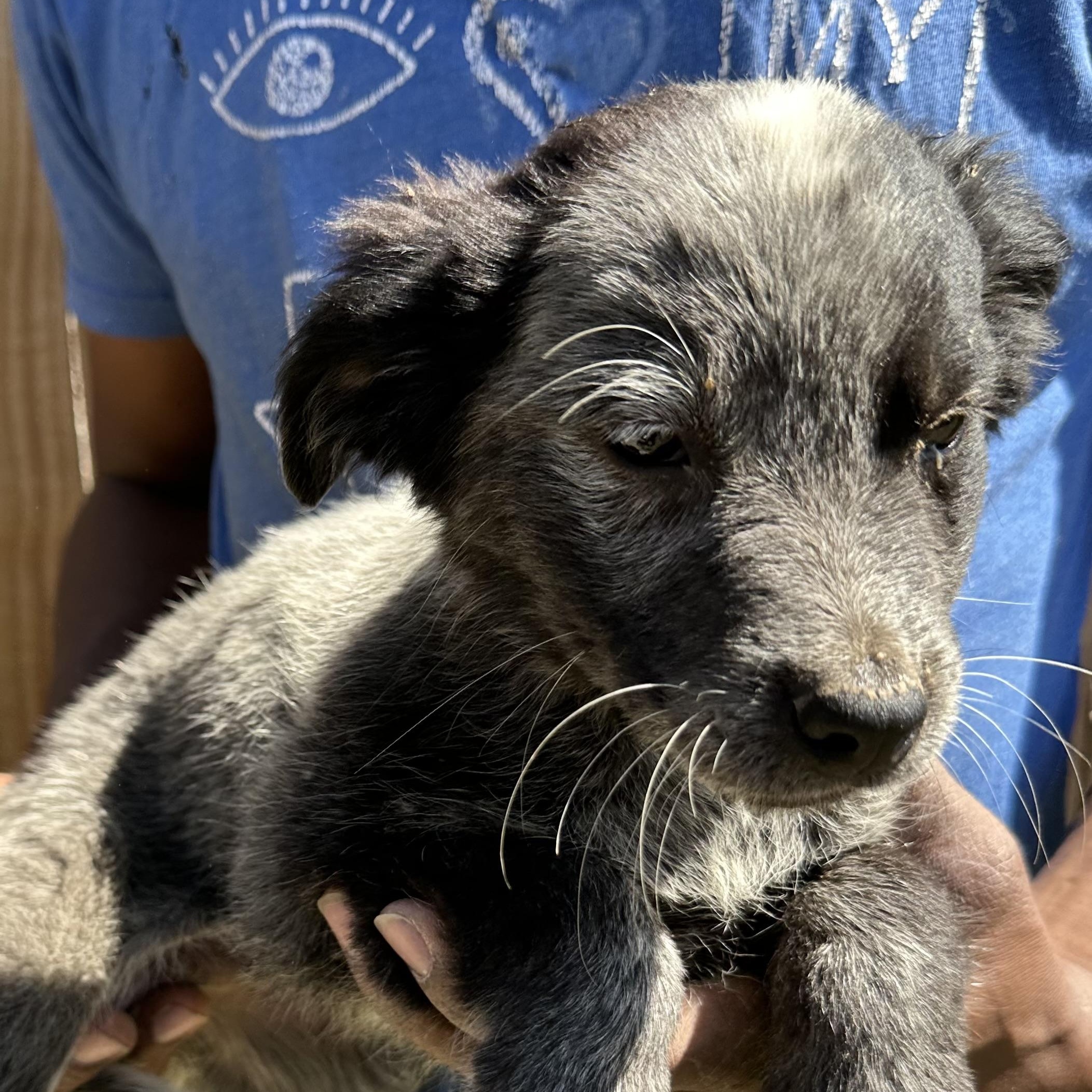 Bo - Local May 22-24, adoptable, Puppy Male Australian Cattle Dog / Blue Heeler & Labrador Retriever.