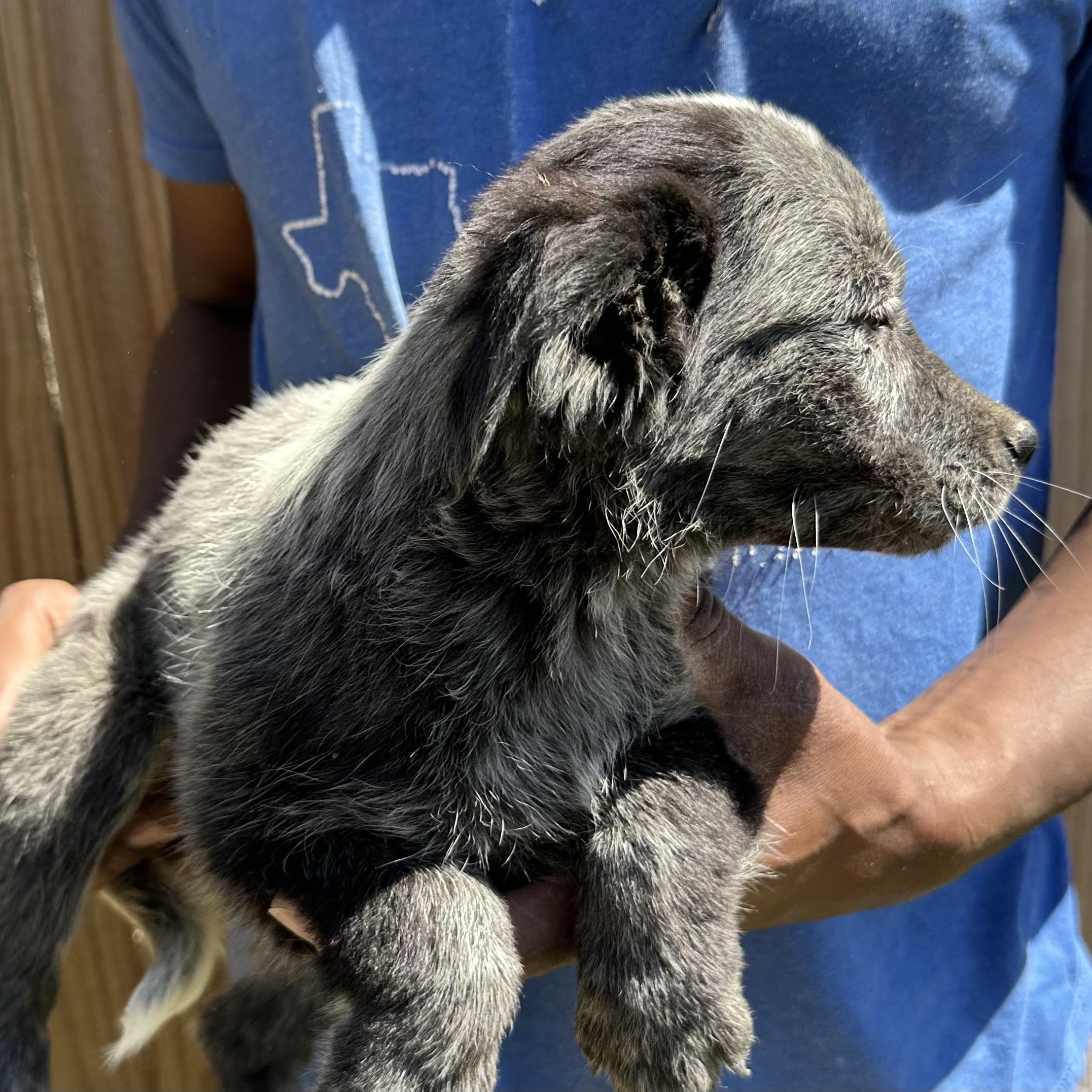 Enlarge Bo - Local May 22-24, an adoptable mixed breed in Johnston, RI image 2/5