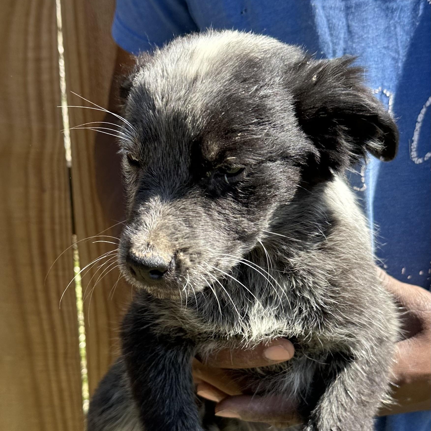 Enlarge Bo - Local May 22-24, an adoptable mixed breed in Johnston, RI image 4/5