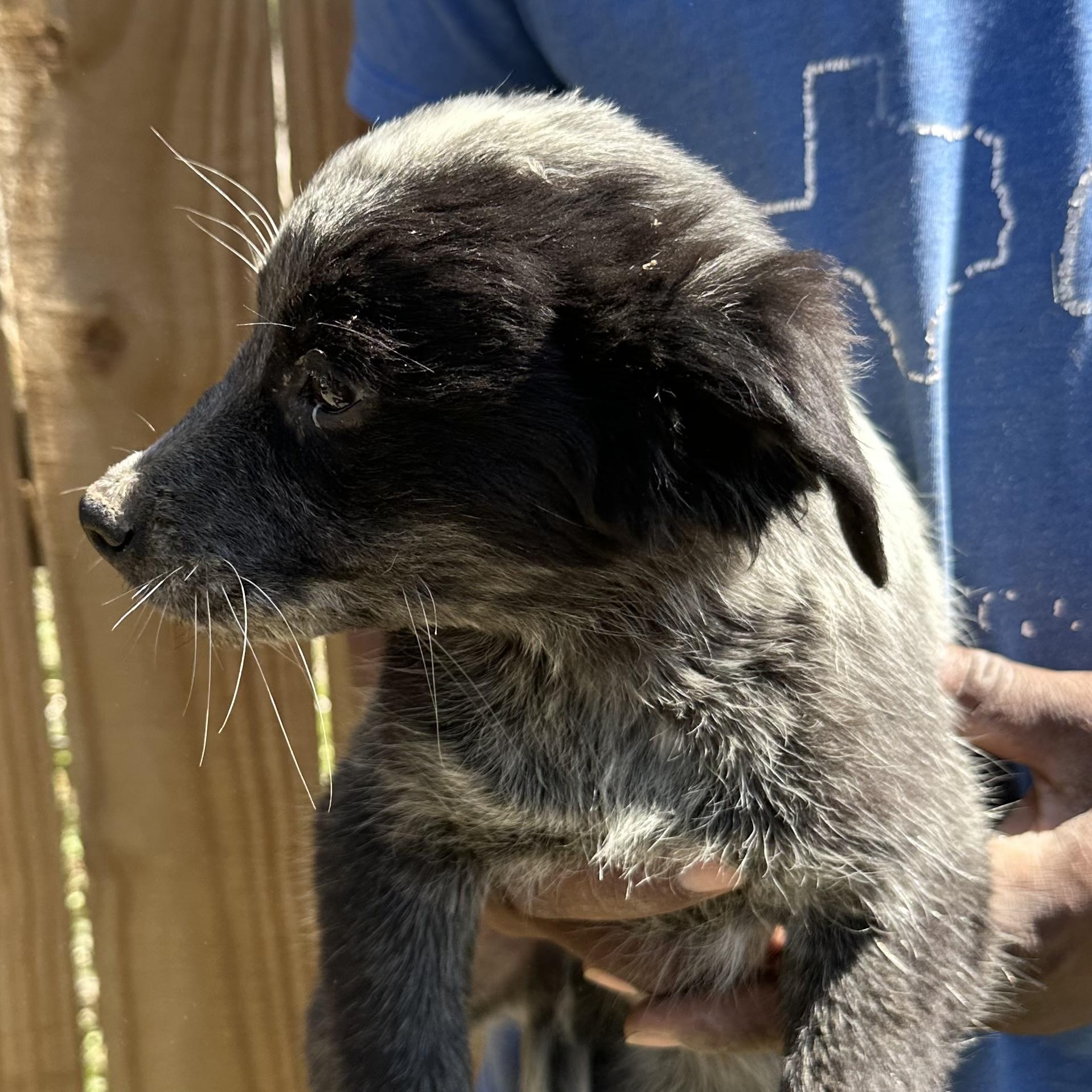 Enlarge Bo - Local May 22-24, an adoptable mixed breed in Johnston, RI image 3/5