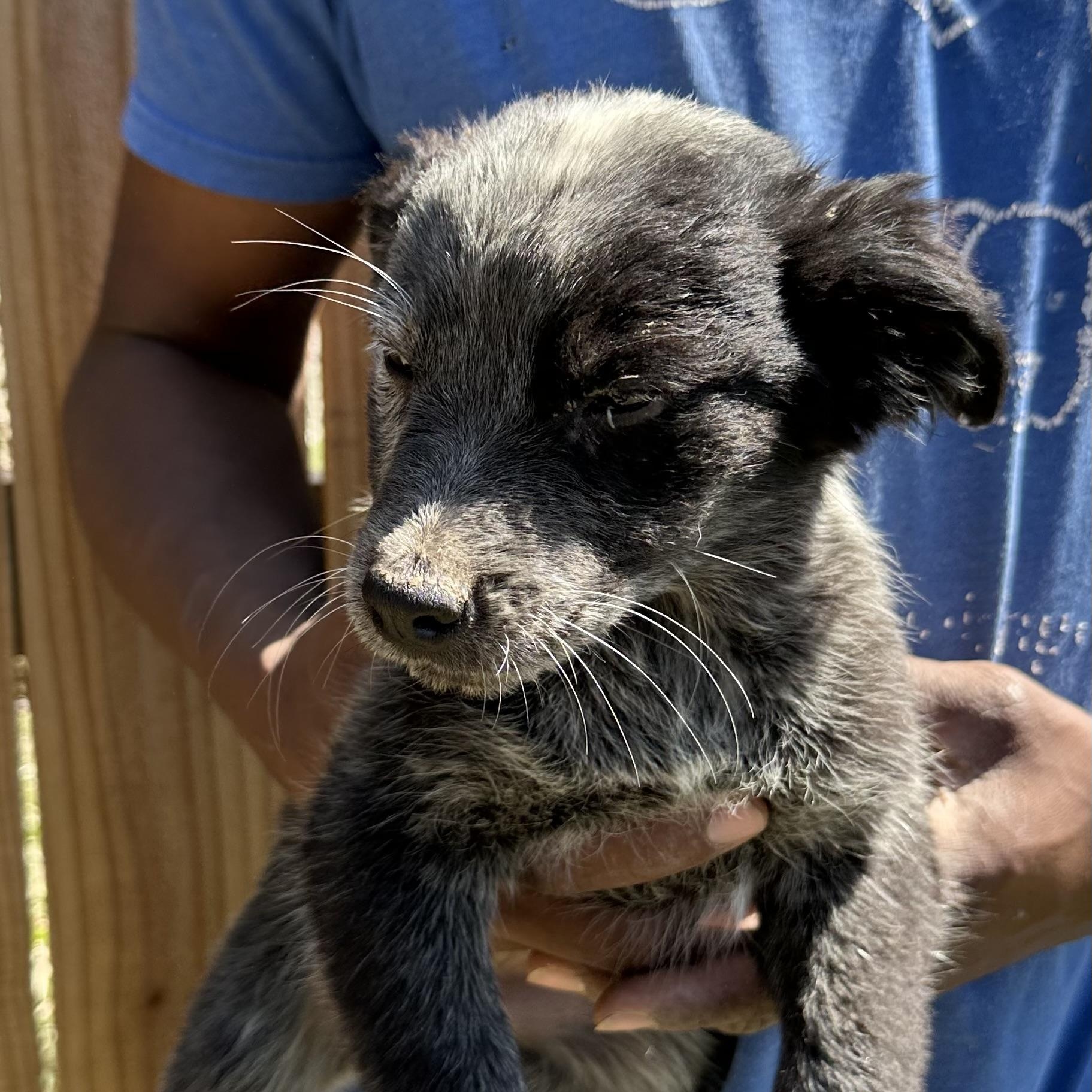 Enlarge Bo - Local May 22-24, an adoptable mixed breed in Johnston, RI image 5/5