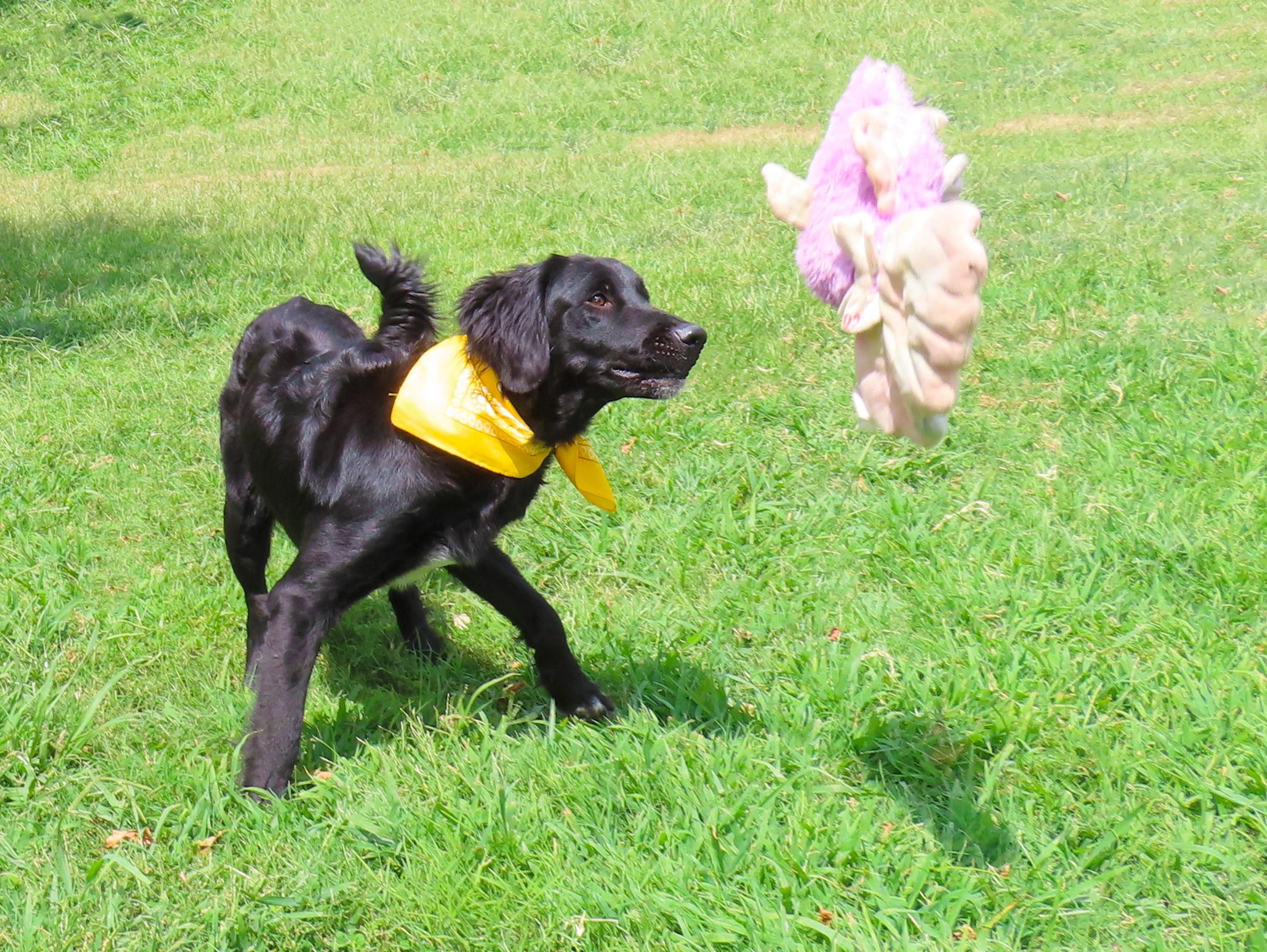 Enlarge Forest 26C-222, a Adopted Flat-Coated Retriever in Rogers, AR image 3/5