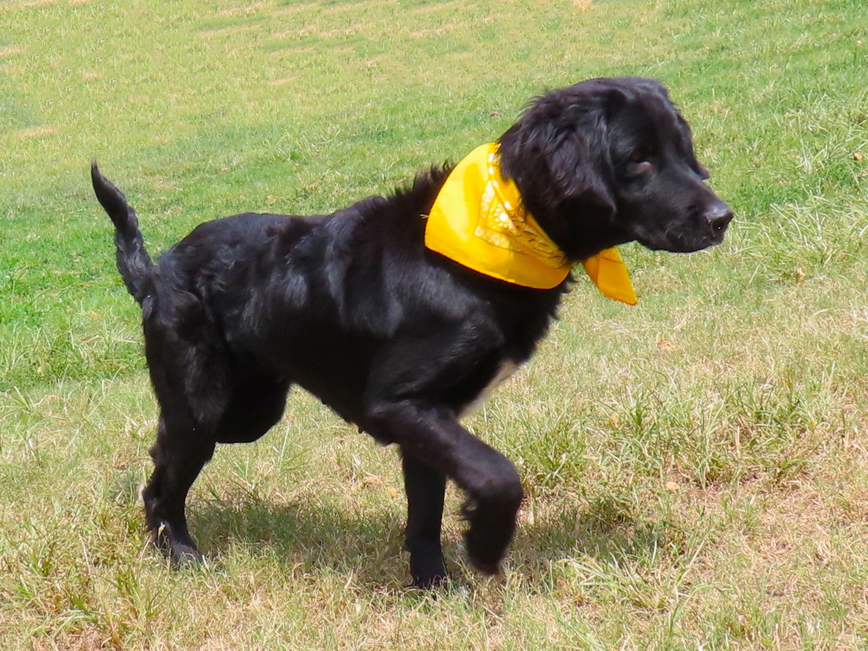 Enlarge Forest 26C-222, a Adopted Flat-Coated Retriever in Rogers, AR image 5/5