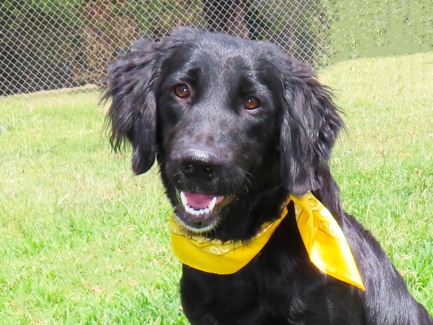 Forest 26C-222, Adopted, Puppy Female Flat-Coated Retriever.