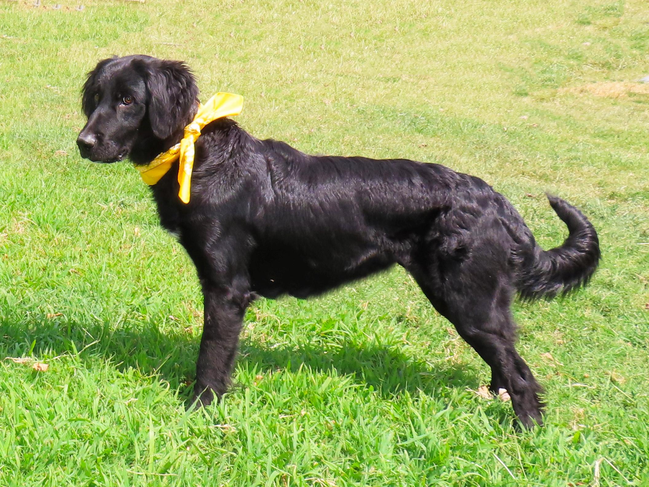 Enlarge Forest 26C-222, a Adopted Flat-Coated Retriever in Rogers, AR image 2/5