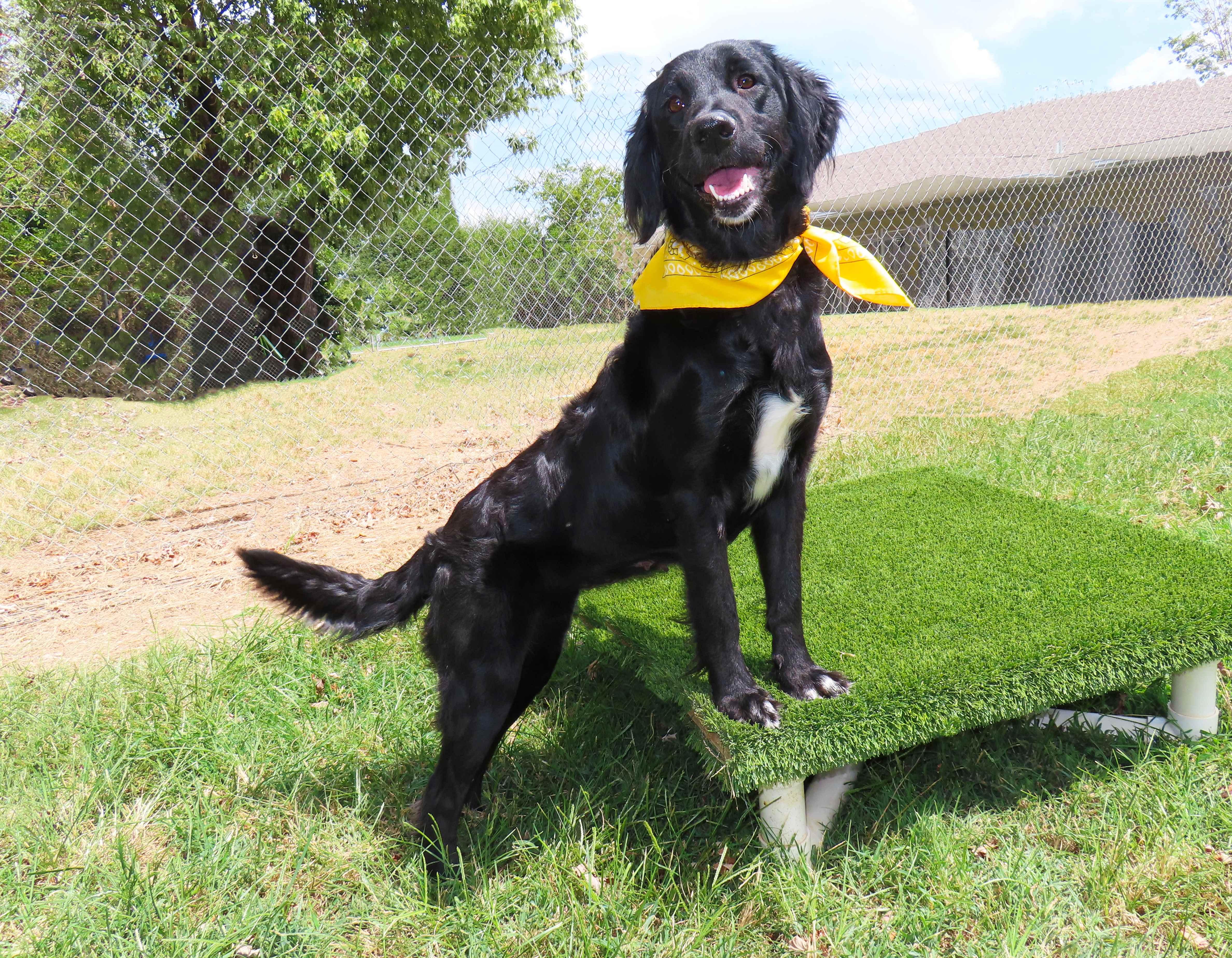 Enlarge Forest 26C-222, a Adopted Flat-Coated Retriever in Rogers, AR image 4/5